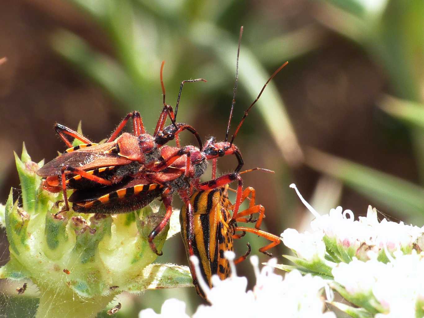 Rhynocoris erythropus preda Graphosoma lineatum